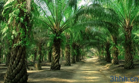 Palm Oil & Rubber